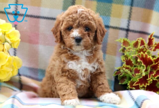 Giggles Mini Poodle image