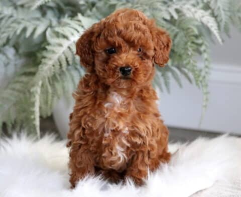 Fluffy red Toy Poodle puppy sitting on a white furry rug, posing with a calm expression in front of soft green ferns and a light indoor background.