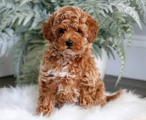 Cute red Toy Poodle puppy sitting on a fluffy white rug with a slight head tilt, surrounded by green fern leaves in a soft indoor setting.