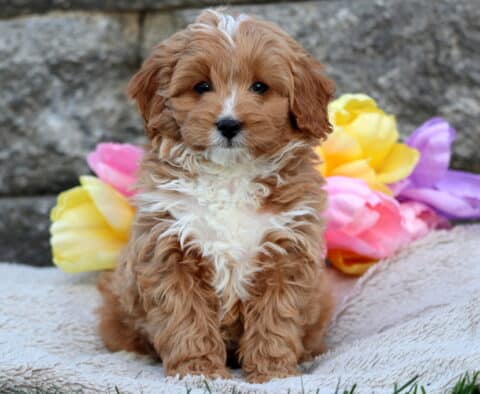 Fluffy reddish Cavapoo puppy sitting upright on a soft beige blanket, showing a bright white chest, with colorful tulips behind it.