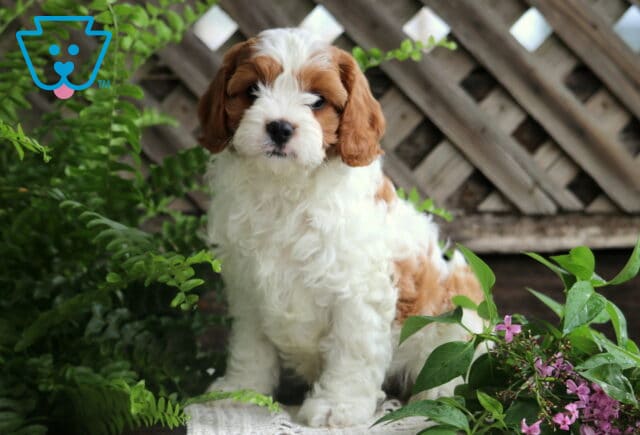 Cavapoo puppy with white fur and rich chestnut patches sits calmly among ferns and purple flowers in front of a wooden lattice fence. image
