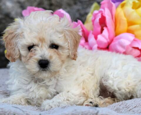 Cream-colored Cavapoo puppy with apricot markings laying on a soft blanket, with bright pink and yellow flowers in the background.