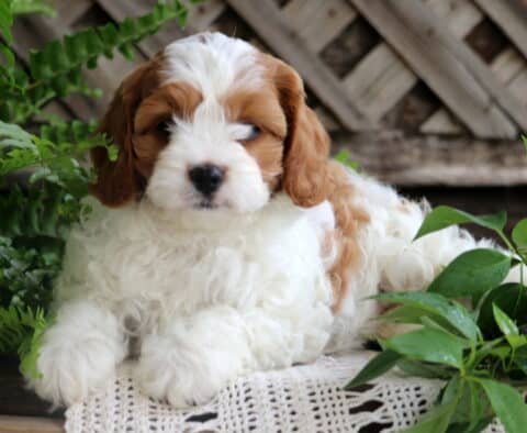 Fluffy white Cavapoo puppy with chestnut ears and facial markings lounges on a lacy white cloth, framed by green ferns and pink blossoms in a garden setting.