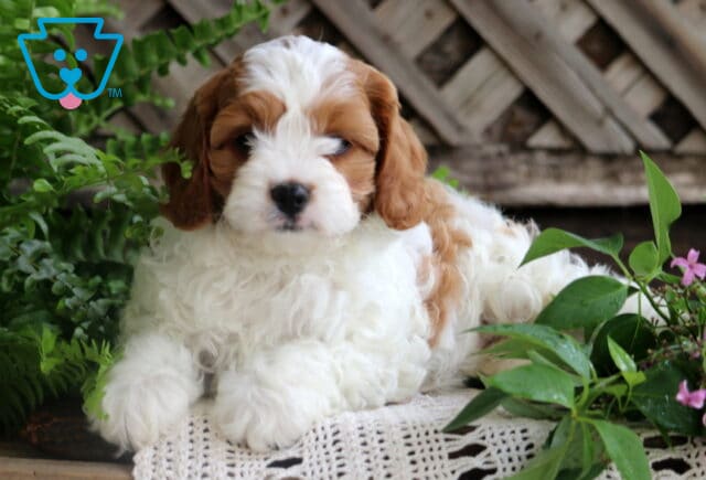Fluffy white Cavapoo puppy with chestnut ears and facial markings lounges on a lacy white cloth, framed by green ferns and pink blossoms in a garden setting. image