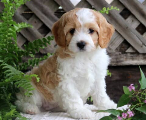 Cavapoo puppy with a soft white coat and tan patches sits on a crocheted surface between green ferns and pink flowers, with a wooden lattice fence in the background.