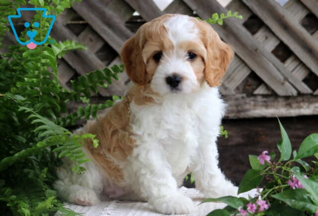 Cavapoo puppy with a soft white coat and tan patches sits on a crocheted surface between green ferns and pink flowers, with a wooden lattice fence in the background. image