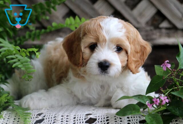 Relaxed Cavapoo puppy with a fluffy white coat and tan ears rests on a lace mat, nestled between vibrant green ferns and blooming purple flowers by a wooden fence. image