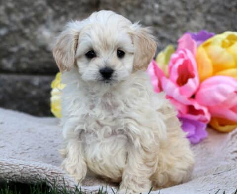Cream-colored Cavapoo puppy with soft curls sitting on a blanket, with pink, yellow, and purple tulips in the background.