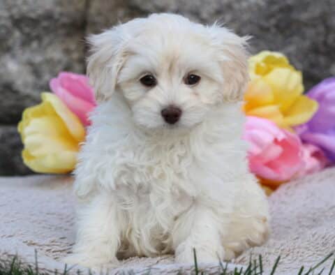 Fluffy cream Cavapoo puppy sitting upright on a cozy blanket, with colorful tulip flowers in shades of yellow, pink, and purple in the background.