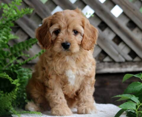 Fluffy Cavapoo puppy with wavy apricot fur and white markings sits on a stone surface in front of a wooden lattice, surrounded by ferns and pink flowers.