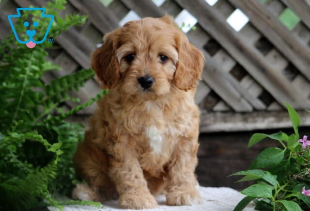 Fluffy Cavapoo puppy with wavy apricot fur and white markings sits on a stone surface in front of a wooden lattice, surrounded by ferns and pink flowers. image