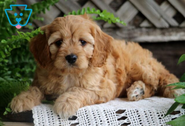 Adorable Cavapoo puppy with soft, curly apricot fur lies on a white lace blanket, framed by lush green ferns and a rustic wooden lattice background. image