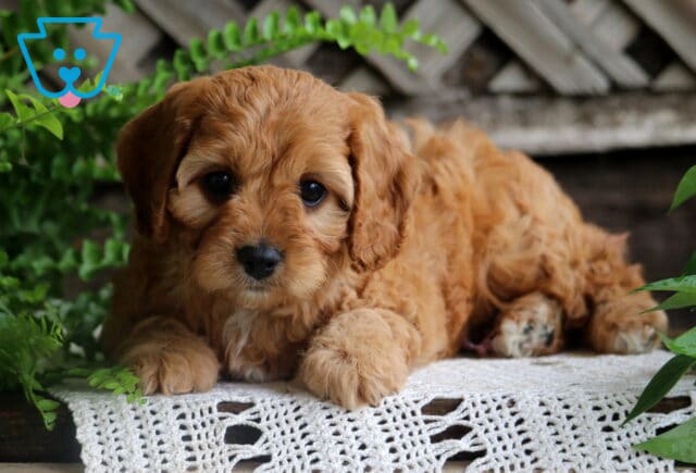 Sweet Cavapoo puppy with rich reddish-apricot curls lies alert on a crocheted white mat, surrounded by green ferns and garden leaves against a wooden lattice backdrop. image
