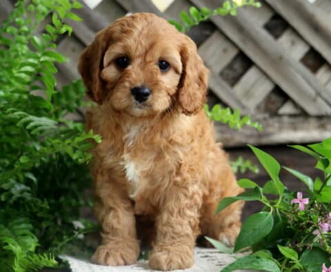 Curious Cavapoo puppy with fluffy apricot fur and a white chest sits between bright green ferns and purple flowers, backed by a weathered wooded lattice fence.