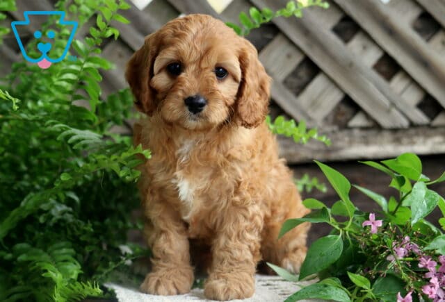 Curious Cavapoo puppy with fluffy apricot fur and a white chest sits between bright green ferns and purple flowers, backed by a weathered wooded lattice fence. image