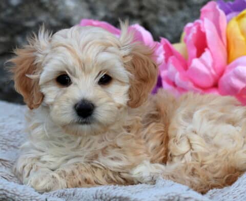Adorable light tan and white Cavapoo puppy laying down on a soft textured blanket, with large flowers behind it.