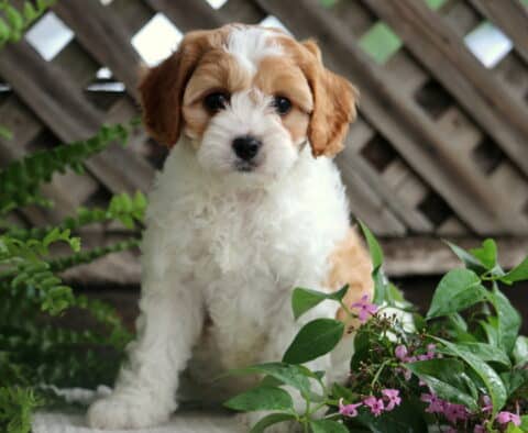Bright-eyed Cavapoo puppy with a mostly white coat and tan markings sits on a stone ledge near ferns and pink flowers, with a wooden lattice fence in the background.