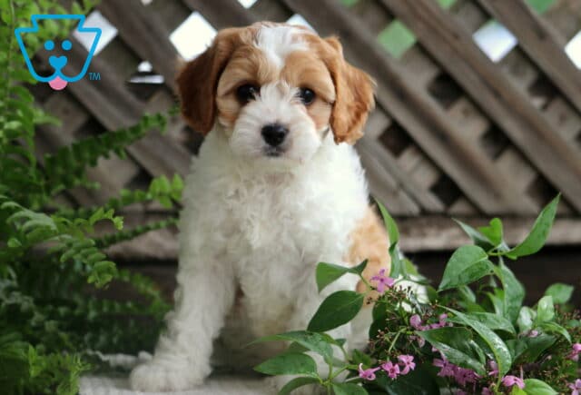 Bright-eyed Cavapoo puppy with a mostly white coat and tan markings sits on a stone ledge near ferns and pink flowers, with a wooden lattice fence in the background. image