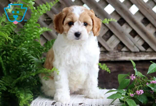 Fluffy Cavapoo puppy with a white coat and light tan patches sits calmly on a lace mat, surrounded by ferns and blooming purple flowers with a rustic wooden fence behind. image