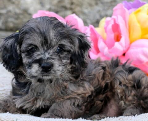 Fluffy blue merle Cavapoo puppy with soft waves in its coat laying on a blanket, framed by bright pink and yellow tulip flowers in the background.