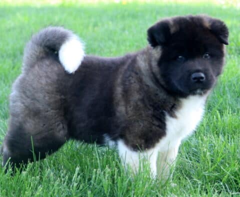 Fluffy Akita puppy with a dark face, white chest, and curled tail stands on green grass, looking curiously at the camera.