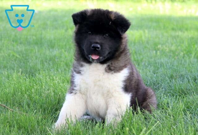 Seated Akita puppy with a dark face and white chest sits in the grass with its tongue slightly sticking out, looking directly at the camera. image