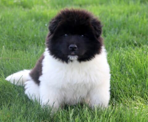 Fluffy Akita puppy with a solid black face and white body sits in green grass looking calmly at the camera with a full, rounded coat.