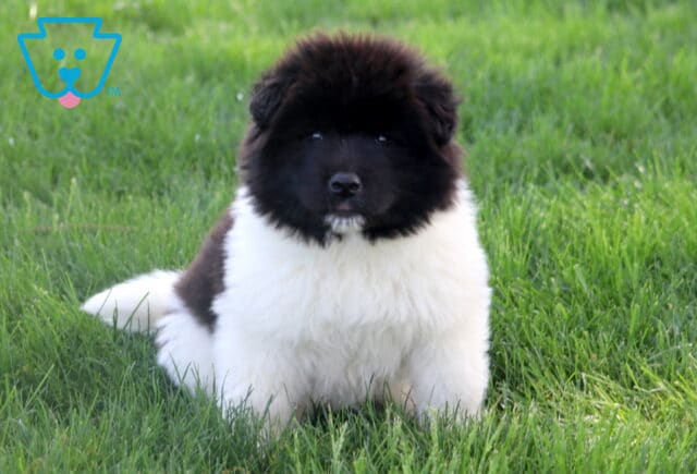 Fluffy Akita puppy with a solid black face and white body sits in green grass looking calmly at the camera with a full, rounded coat. image