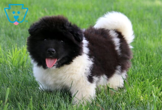 Fluffy Akita puppy with a black face and white and black spotted coat stands on grass with its tongue out and tail curled high over its back. image