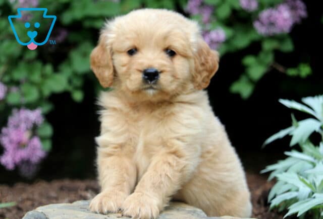 Cute Mini Golden Retriever puppy with a fluffy coat sitting on a stone slab, with purple flowers and leafy plants in the background. image