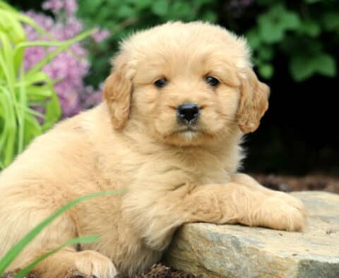 Mini Golden Retriever puppy lying down on a stone in a garden, with soft tan fur and surrounded by greenery and purple blossoms.