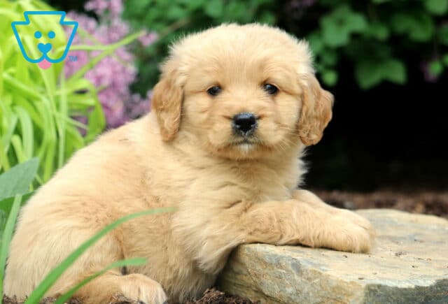 Mini Golden Retriever puppy lying down on a stone in a garden, with soft tan fur and surrounded by greenery and purple blossoms. image