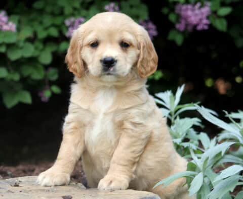 Sweet Mini Golden Retriever puppy sitting calmly on a stone edge with soft lavender flowers and leafy plants in the background.