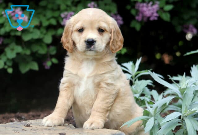 Sweet Mini Golden Retriever puppy sitting calmly on a stone edge with soft lavender flowers and leafy plants in the background. image