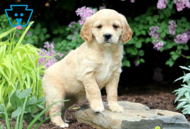 Mini Golden Retriever puppy standing alert on a large flat rock, surrounded by green and purple garden plants in full bloom. image