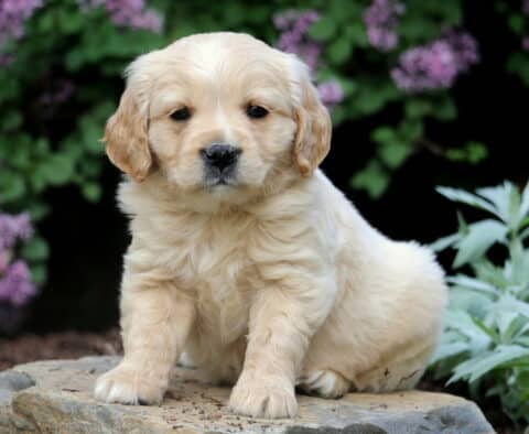 Fluffy Mini Golden Retriever puppy sitting peacefully on a stone slab, framed by pale green leaves and purple flowers in a garden setting.