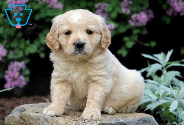 Fluffy Mini Golden Retriever puppy sitting peacefully on a stone slab, framed by pale green leaves and purple flowers in a garden setting. image