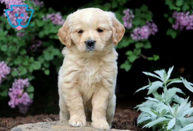 Mini Golden Retriever puppy sitting tall on a garden stone, surrounded by blooming purple flowers and soft green foliage. image