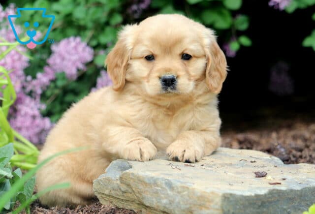 Mini Golden Retriever puppy lounging on a flat rock, with golden fur and a calm expression, nestled in a garden with purple flowers and lush greenery. image