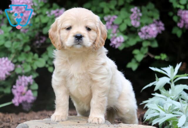 Fluffy Mini Golden Retriever puppy standing on a stone path with a backdrop of vibrant purple flowers and lush green leaves. image