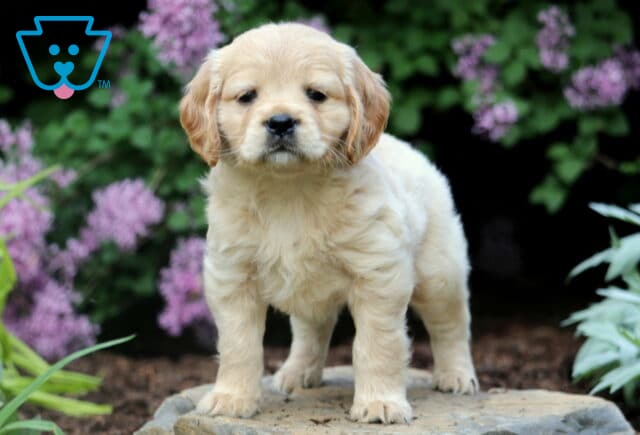 Adorable Mini Golden Retriever puppy standing on a stone surrounded by blooming purple flowers and lush garden greenery. image