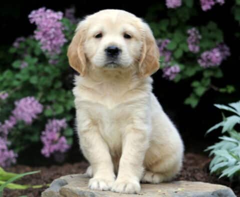 Light-colored Mini Golden Retriever puppy sitting upright on a flat stone, surrounded by blooming purple flowers and garden foliage.