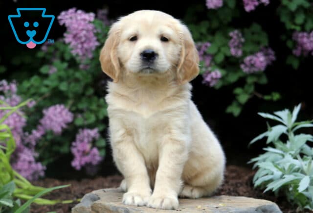 Light-colored Mini Golden Retriever puppy sitting upright on a flat stone, surrounded by blooming purple flowers and garden foliage. image