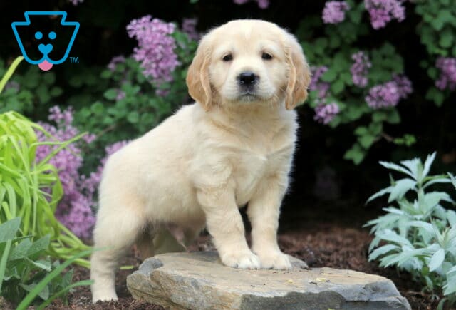 Mini Golden Retriever puppy standing confidently on a garden stone, surrounded by green foliage and clusters of vibrant purple flowers. image