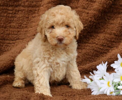 Fluffy apricot and cream Mini Labradoodle puppy sitting on a brown blanket with a bouquet of white daisies beside it, looking sweet and soft.