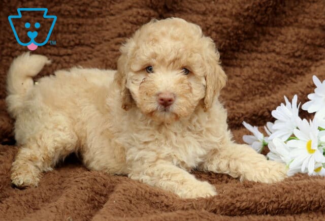 Cream-colored Mini Labradoodle puppy laying on a brown blanket next to white daisies, with its tail curled up and a soft, relaxed expression. image