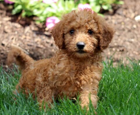 Playful Mini Labradoodle puppy with a curly red coat and white markings on its nose and chest, standing in the grass near a flower bed with bright pink blooms.