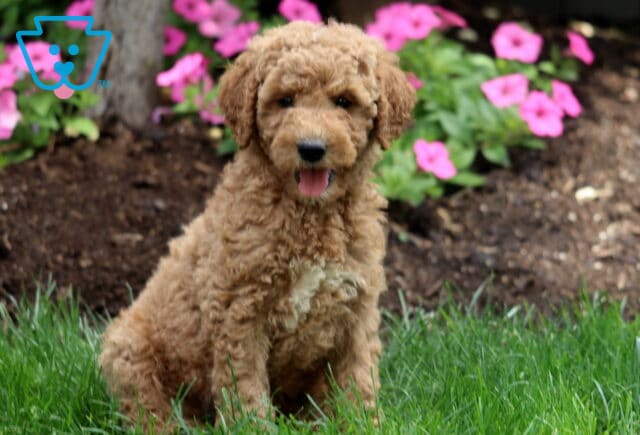 Happy apricot Mini Labradoodle puppy with a curly coat and white chest, sitting on green grass with its tongue out, surrounded by pink flowers and fresh mulch. image