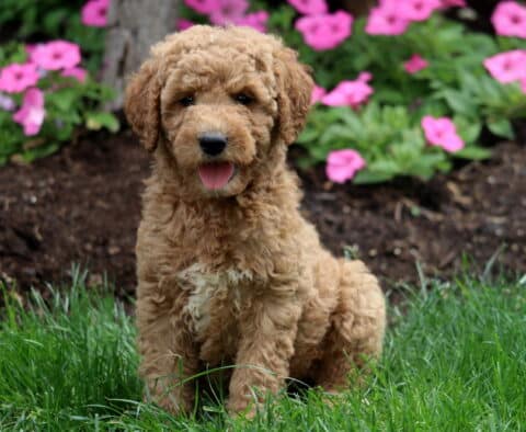 Curly apricot Mini Labradoodle puppy with a white chest and tongue out, sitting happily on green grass in front of a flower bed filled with vibrant pink blooms.