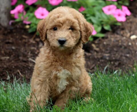Charming apricot Mini Labradoodle puppy with soft curls and a white patch on its chest, sitting in lush grass with blooming pink flowers and mulch in the background.